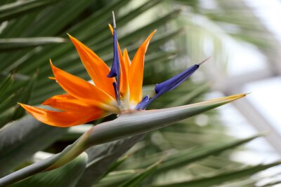 Papier peint  Bird of paradise flower close up (strelitzia reginae flower)
