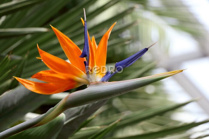Papier peint  Bird of paradise flower close up (strelitzia reginae flower)