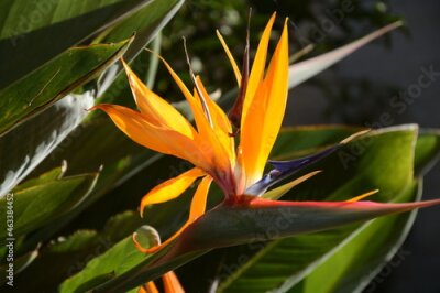 Papier peint  Bird of Paradise Flower. Colorful flower Bird of paradise (Strelitzia Reginae) blossom in botanic garden