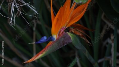 Papier peint  Bird of Paradise Flower. Colorful flower Bird of paradise (Strelitzia Reginae) blossom in botanic garden