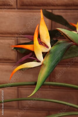 Papier peint  Bird-of-paradise flower. Crane flower (Strelitzia reginae). Ornamental plant. Tropical flowering plant.