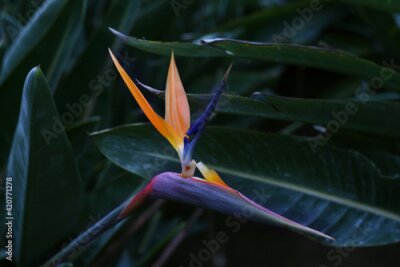 Papier peint  Bird-of-paradise flower. Crane flower (Strelitzia reginae). Ornamental plant. Tropical flowering plant at botanical garden.