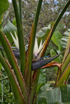 Papier peint  Bird-of-paradise flower. Crane flower, Strelitzia reginae, Ornamental plant. Tropical flowering plant in Madeira, Portugal