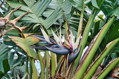 Papier peint  Bird-of-paradise flower. Crane flower, Strelitzia reginae, Ornamental plant. Tropical flowering plant in Madeira, Portugal