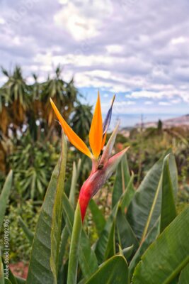 Papier peint  Bird-of-paradise flower. Crane flower, Strelitzia reginae, Ornamental plant. Tropical flowering plant in Madeira, Portugal
