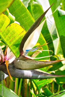 Papier peint  Bird-of-paradise flower. Crane flower, Strelitzia reginae, Ornamental plant. Tropical flowering plant in Madeira, Portugal