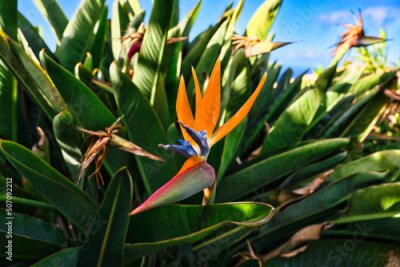 Papier peint  Bird-of-paradise flower. Crane flower, Strelitzia reginae, Ornamental plant. Tropical flowering plant in Madeira, Portugal