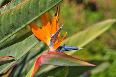 Papier peint  Bird-of-paradise flower. Crane flower, Strelitzia reginae, Ornamental plant. Tropical flowering plant in Madeira, Portugal