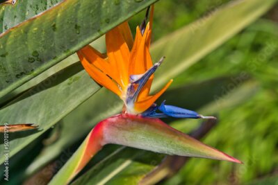Papier peint  Bird-of-paradise flower. Crane flower, Strelitzia reginae, Ornamental plant. Tropical flowering plant in Madeira, Portugal