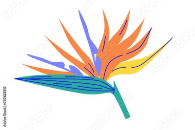 Papier peint  Bird of paradise flower illustration. Vector graphic in flat color style. Strelitzia plant. Tropical flora and exotic plants concept for design and print.
