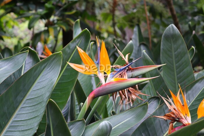 Papier peint  Bird of paradise flower in bloom