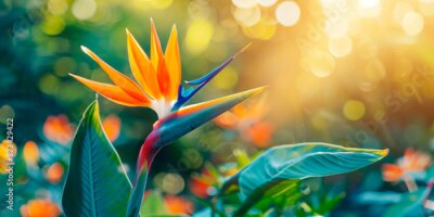 Papier peint  Bird of paradise flower in full bloom with vibrant colors in a sunlit garden