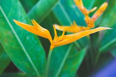 Papier peint  Bird of Paradise Flower in Maui, Strelitzia reginae, flowering Madeira, Soft focus. Copy Space