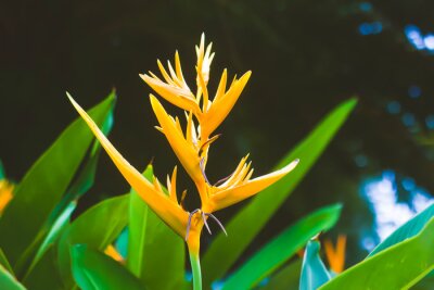 Papier peint  Bird of Paradise Flower in Maui, Strelitzia reginae, flowering Madeira, Soft focus. Copy Space