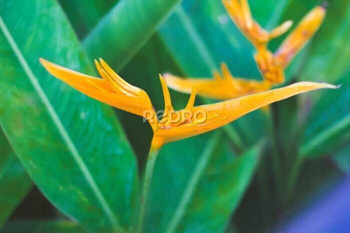 Papier peint  Bird of Paradise Flower in Maui, Strelitzia reginae, flowering Madeira, Soft focus. Copy Space