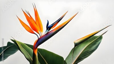 Papier peint  Bird of Paradise Flower Isolate Illustration Background