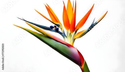 Papier peint  Bird of Paradise Flower Isolate Illustration Background