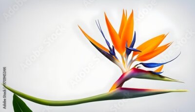 Papier peint  Bird of Paradise Flower Isolate Illustration Background