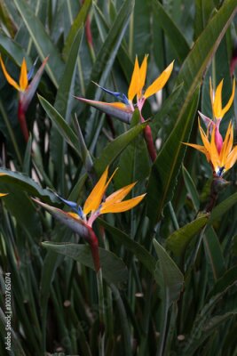 Papier peint  Bird of paradise, flower of a strelitzia reginae
