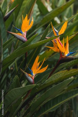 Papier peint  Bird of paradise, flower of a strelitzia reginae