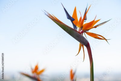 Papier peint  Bird-of-paradise flower, official name Strelitzia, on a cloudless blue sky. Copy space for a message.