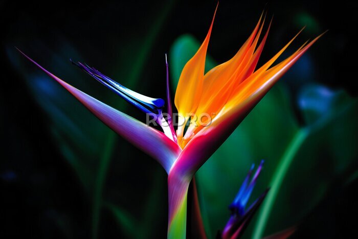 Papier peint  Bird of Paradise flower on dark background,  (Strelitzia reginae), Generative AI