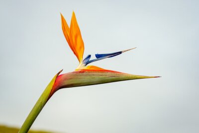Papier peint  Bird of Paradise flower on sky backround in nature. Strelitzia reginae, Bird of Paradise flower, close up. Blossoming strelitzia flower in the garden. Beautiful exotic flower royal Strelitzia Reginae.