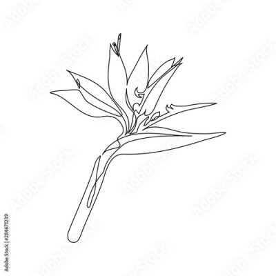 Papier peint  bird of paradise flower one line drawing. Editable line. Minimal abstract art. Exotic Strelitzia flower in one line art drawing style. Bird of paradise flower minimalist black line sketch on white