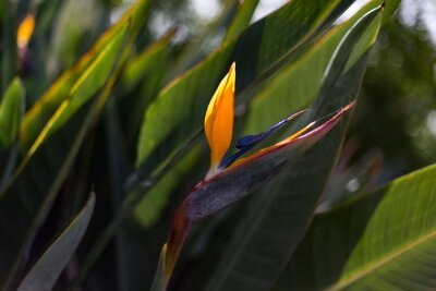 Papier peint  Bird of paradise flower or strelitzia