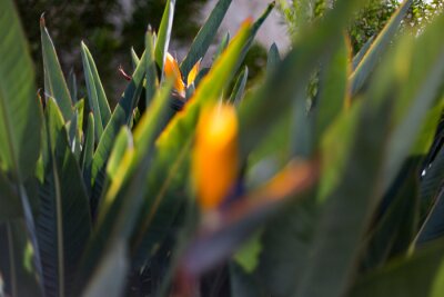 Papier peint  Bird of paradise flower or strelitzia