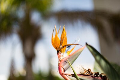 Papier peint  Bird of paradise flower or strelitzia