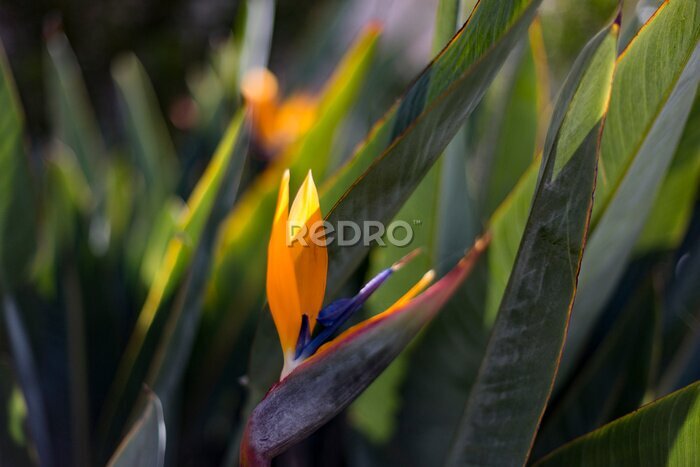 Papier peint  Bird of paradise flower or strelitzia