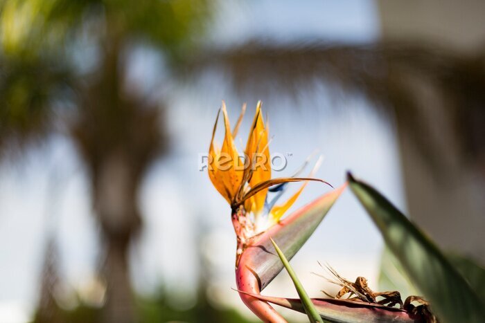 Papier peint  Bird of paradise flower or strelitzia