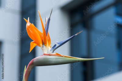 Papier peint  Bird of Paradise Flower or Strelitzia in Guatemala
