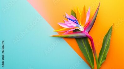 Papier peint  Bird of Paradise flower or Strelitzia isolated