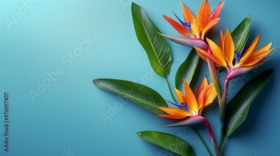 Papier peint  Bird of Paradise flower or Strelitzia isolated