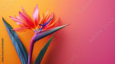 Papier peint  Bird of Paradise flower or Strelitzia isolated