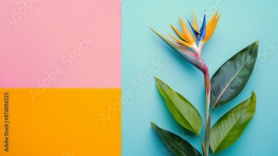 Papier peint  Bird of Paradise flower or Strelitzia isolated