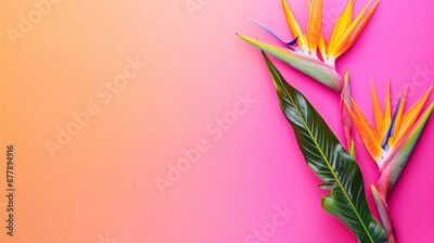 Papier peint  Bird of Paradise flower or Strelitzia isolated