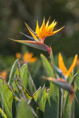 Papier peint  Bird of paradise flower or Strelitzia reginae, Canary Islands, Spain