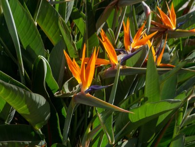 Papier peint  bird of paradise flower or strelitzia reginae in a park in Cadiz, Andalusia. Spain. Europe
