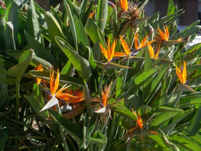 Papier peint  bird of paradise flower or strelitzia reginae in a park in Cadiz, Andalusia. Spain. Europe

