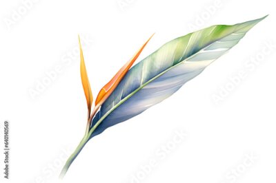 Papier peint  Bird of Paradise flower or Strelitzia Reginae in Watercolor illustration