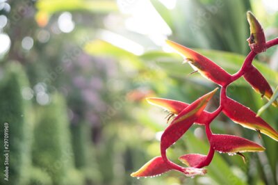 Papier peint  Bird of paradise flower or Strelitzia Reginae with green natural bokeh as copyspace. Nature background concept.