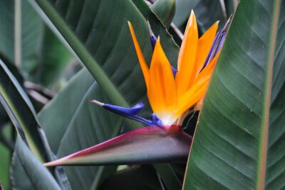 Papier peint  Bird of Paradise Flower ou Strelitzia