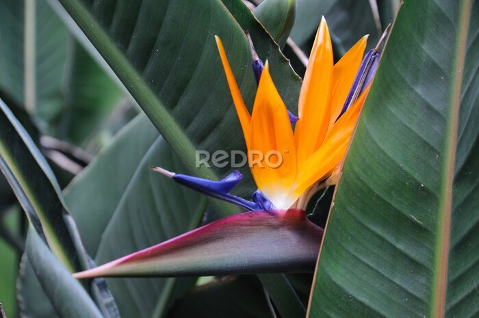 Papier peint  Bird of Paradise Flower ou Strelitzia