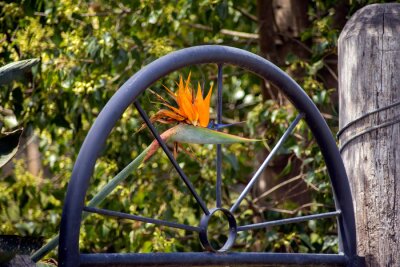 Papier peint  Bird of paradise flower (scientific name strelitzia reginae)