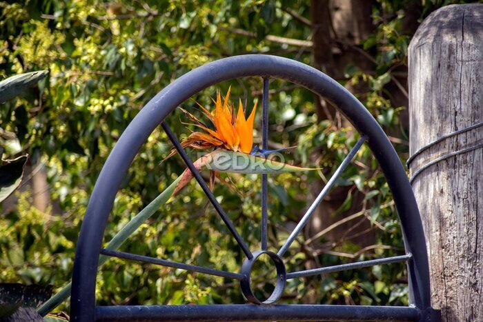 Papier peint  Bird of paradise flower (scientific name strelitzia reginae)