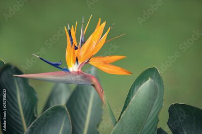 Papier peint  Bird of paradise flower - Strelitzia