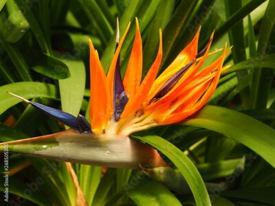 Papier peint  Bird of paradise flower (Strelitzia)